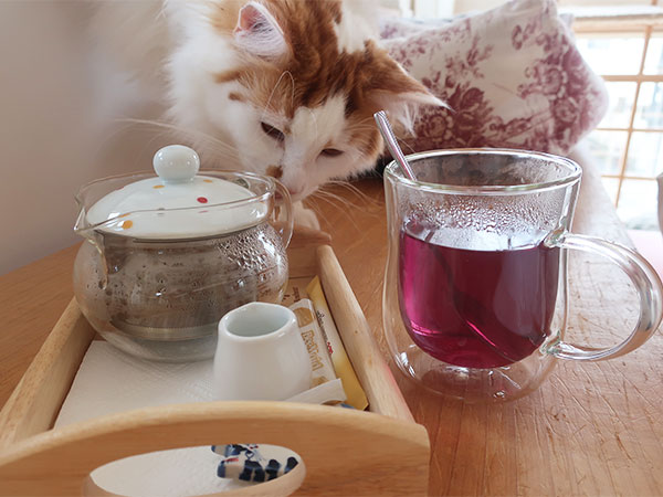 ネコとお茶